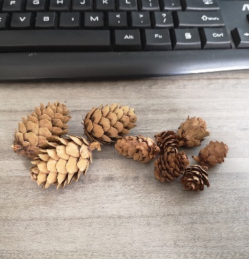 Pine cones, 50 pcs